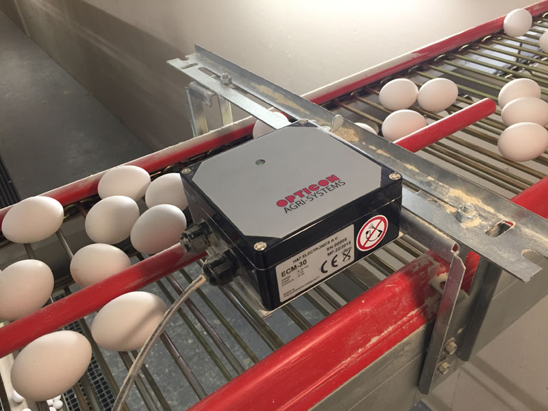 egg counter layer barn